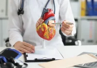Medical professional explaining heart anatomy using a model during patient consultation.