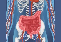 X-ray Illustration of Human Body &ndash; Internal Organs and Anatomy Visual Guide