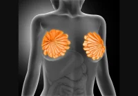 3D anatomical illustration of female breast tissue and internal organs&nbsp;