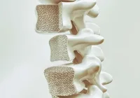 3D illustration of human vertebrae highlighting bone structure and spinal anatomy for medical or orthopaedic reference 