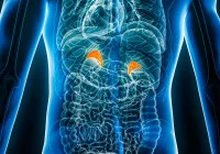 3D medical illustration showing adrenal glands above the kidneys&nbsp;