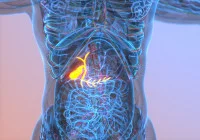 3D medical illustration of the human gallbladder and bile ducts in the digestive system. 