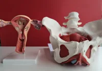  Anatomical models of the female reproductive system and pelvis used for gynaecology education and women&rsquo;s health training.&nbsp;