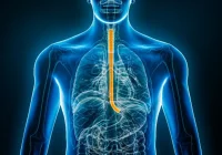 3D medical illustration showing the human oesophagus highlighted in orange within the upper digestive system.&nbsp;