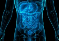 3D medical illustration of the human digestive system.&nbsp;