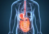 Digital medical illustration of the gastrointestinal tract.&nbsp;