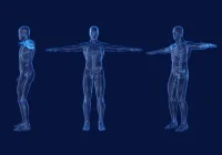 3D male anatomy model showing anterior, lateral,&nbsp;posterior&nbsp;and top views.&nbsp;