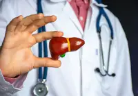 Doctor holding a liver model, representing hepatology and liver health care.&nbsp;