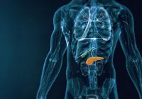 3D abdominal anatomy with the pancreas highlighted, for pancreatic MRI, radiology and diagnostic imaging content.&nbsp;