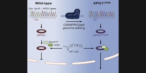 Genetic Modification Aids Cancer Drug Discovery Genetic Modification Aids Cancer Drug Discovery