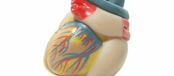 Ever Wondered What The Human Heart is Made Of? Ever Wondered What The Human Heart is Made Of?