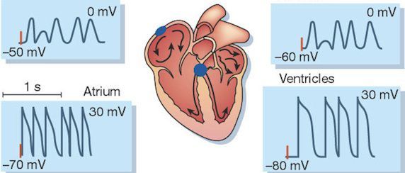 Electrical Energy Treatment for Atrial Fibrillation Potentially Viable Alternative to Medication Electrical Energy Treatment for Atrial Fibrillation Potentially Viable Alternative to Medication