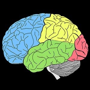 human brain human brain