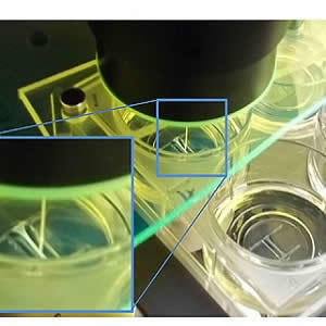 Organ-on-a-Chip Mimics Heart's Biomechanical Properties Organ-on-a-Chip Mimics Heart's Biomechanical Properties