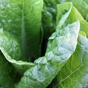 Heart Tissue Cultured on Spinach Leaves Heart Tissue Cultured on Spinach Leaves