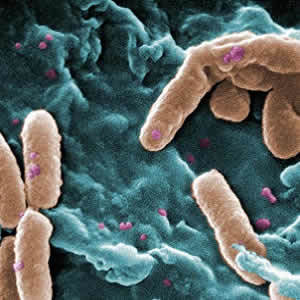 New Treatment for Antibiotic Resistant Bacteria New Treatment for Antibiotic Resistant Bacteria