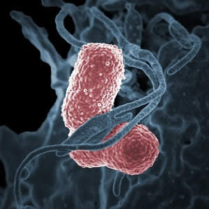 Transmission of antibiotic-resistant Enterobacteriaceae in ICUs Transmission of antibiotic-resistant Enterobacteriaceae in ICUs