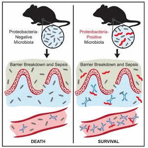 This visual abstract depicts the findings of Wilmore et al., who demonstrate a role for serum IgA in protection against polymicrobial sepsis. Induction of protective concentrations of T cell dependent serum IgA requires colonization of the gut with a comp This visual abstract depicts the findings of Wilmore et al., who demonstrate a role for serum IgA in protection against polymicrobial sepsis. Induction of protective concentrations of T cell dependent serum IgA requires colonization of the gut with a comp