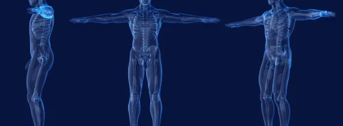 3D male anatomy model showing anterior, lateral, posterior and top views. 