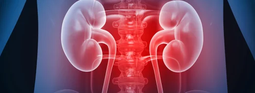  3D medical illustration of kidneys and urinary tract in torso. 