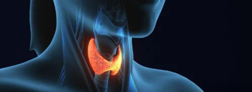 Thyroid gland illustration highlighting anatomical position and endocrine function in the neck.