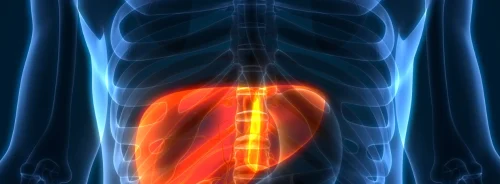 Medical visualisation highlighting the liver within the human body, illustrating diagnostic imaging and hepatology assessment.