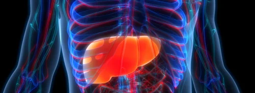 Human liver anatomy illustration, supporting hepatology, liver disease diagnosis, digestive health assessment and precision medical care.