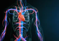 Deep Learning-Enhanced MRI for Assessing Myocardial Oxygenation