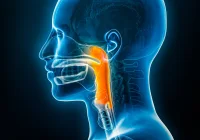 3D medical illustration of highlighted pharynx in a human head and neck. 