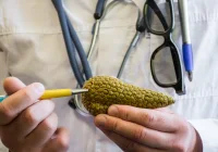 Doctor explaining pancreas anatomy with medical model for patient education on diabetes or pancreatic disease. 