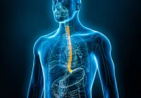 3D medical illustration of human oesophagus anatomy highlighted in orange for health diagnosis 