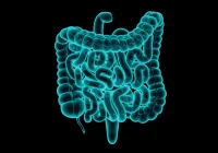 3D medical illustration of human intestines (small bowel and colon) with appendix, glowing cyan on a black background. 