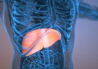 3D medical illustration of the upper torso with the liver highlighted beneath the right rib cage/diaphragm. 