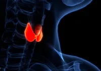 Thyroid gland illustration highlighting endocrine function and potential thyroid health conditions.