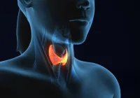 Thyroid gland illustration highlighting anatomical position and endocrine function in the neck.