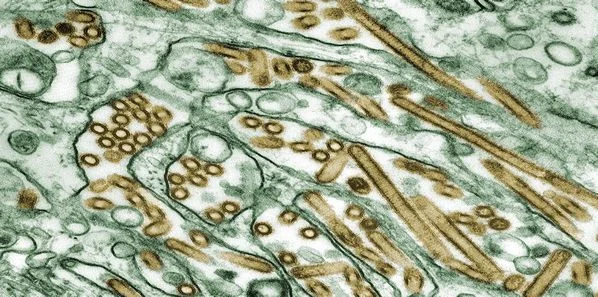 Vaccination Strategies For Avian Flu