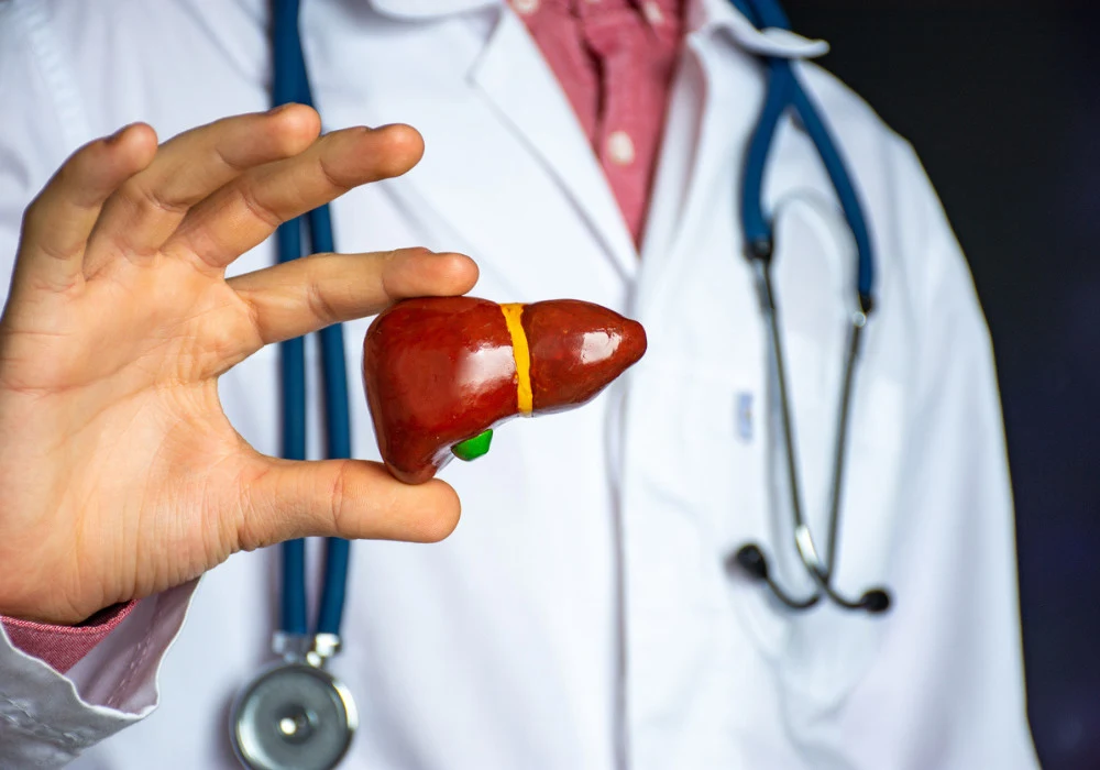 Doctor holding liver model – promoting liver health, hepatitis awareness and hepatology care 