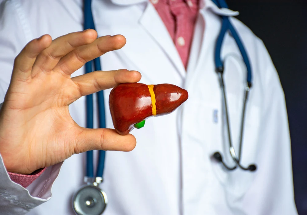 Doctor holding a liver model, representing hepatology and liver health care. 