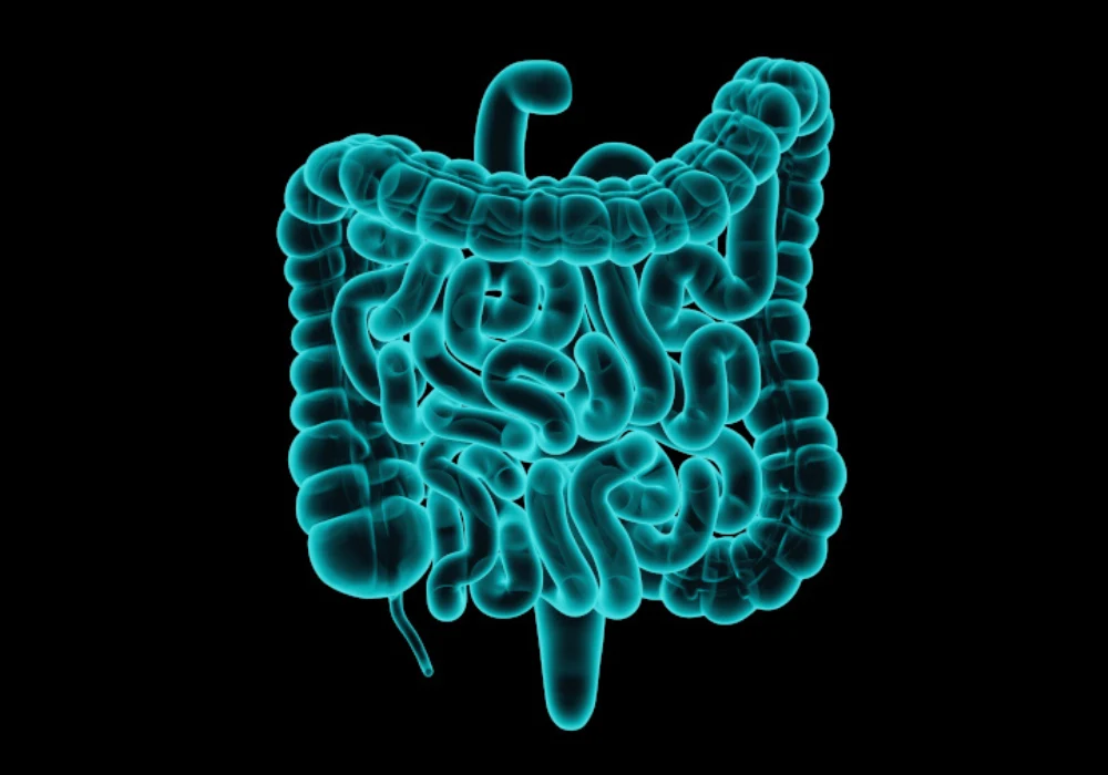 3D medical illustration of human intestines (small bowel and colon) with appendix, glowing cyan on a black background. 