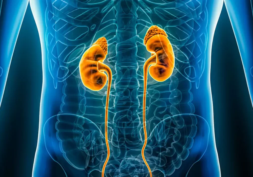 Human kidneys and urinary tract anatomy—3D medical illustration. 