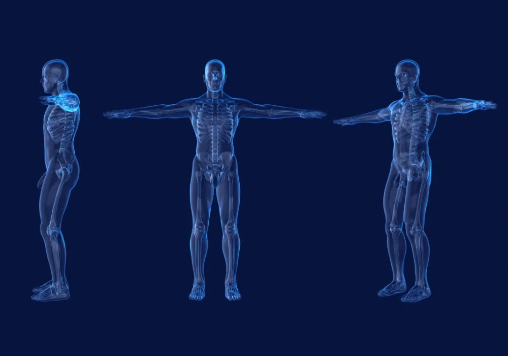 3D male anatomy model showing anterior, lateral, posterior and top views. 