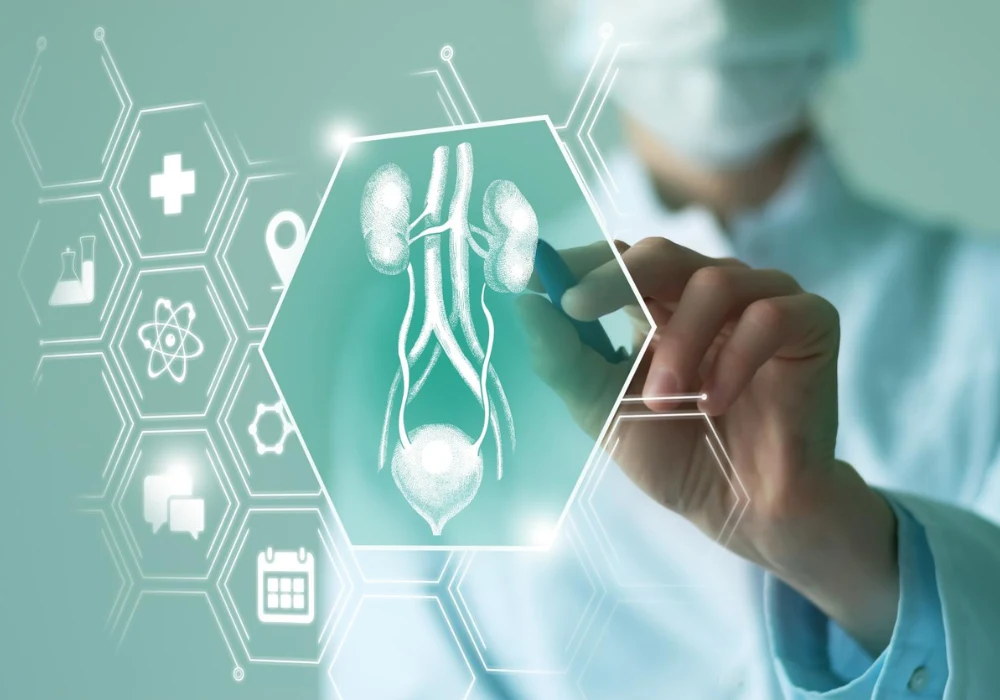 Digital urology interface illustrating kidney and urinary tract diagnostics in modern healthcare.