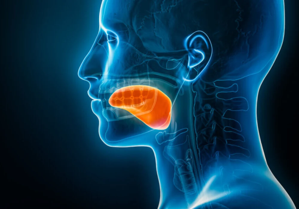 Human tongue anatomy illustration showing oral cavity and throat structures, supporting speech, swallowing and head and neck assessment.