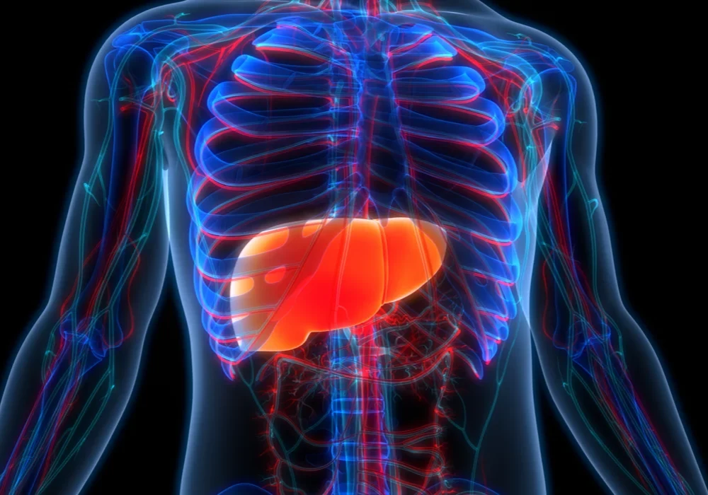 Human liver anatomy illustration, supporting hepatology, liver disease diagnosis, digestive health assessment and precision medical care.