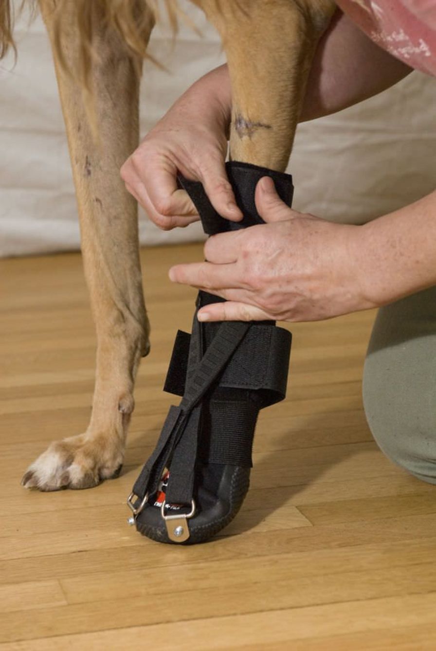 Health Management and Leadership Portal Leg veterinary splint / for