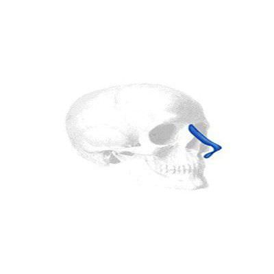 Rear of nose cosmetic implant / anatomical / silicone Shirakabe Nasal Implantech Rear of nose cosmetic implant / anatomical / silicone Shirakabe Nasal Implantech