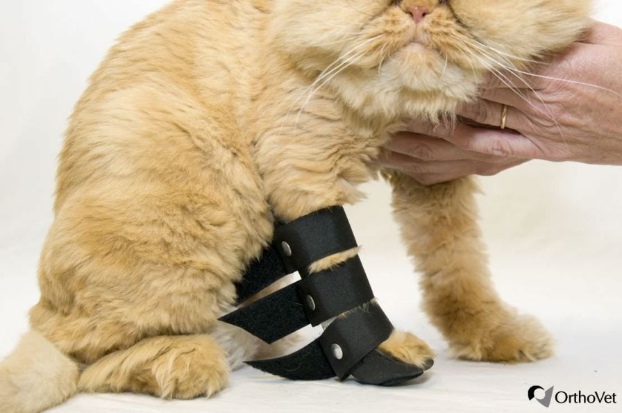 Health Management and Leadership Portal Leg veterinary splint / for