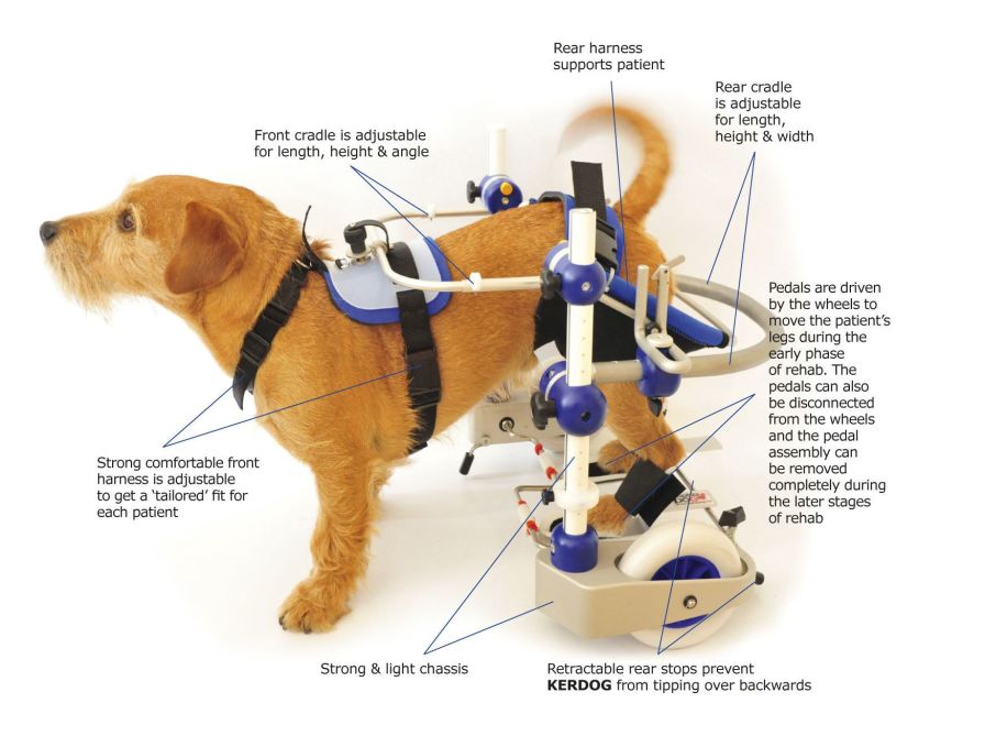 Health Management and Leadership Portal | Reeducation sling / dog Toe