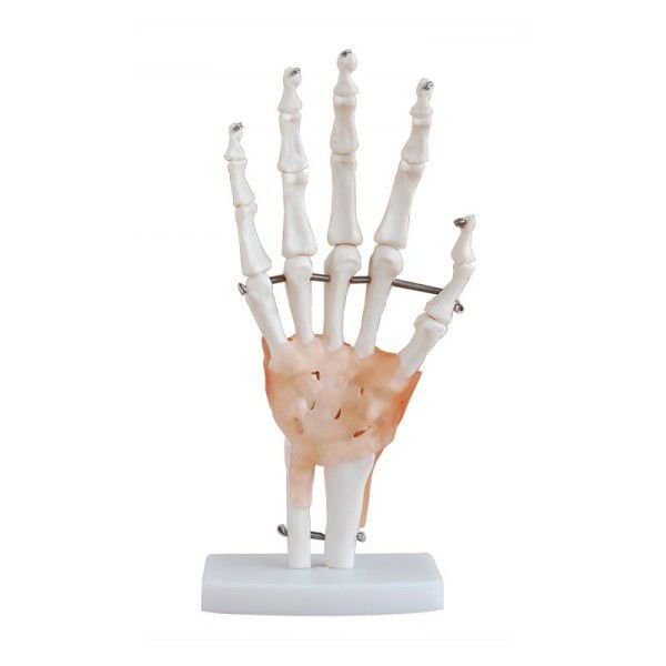 Skeleton anatomical model YA/L043 YUAN TECHNOLOGY LIMITED