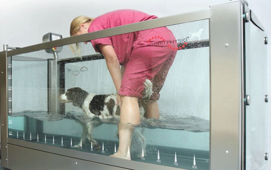 Hydrotherapy treadmill / dog HP200 Hydro Physio Hydrotherapy treadmill / dog HP200 Hydro Physio